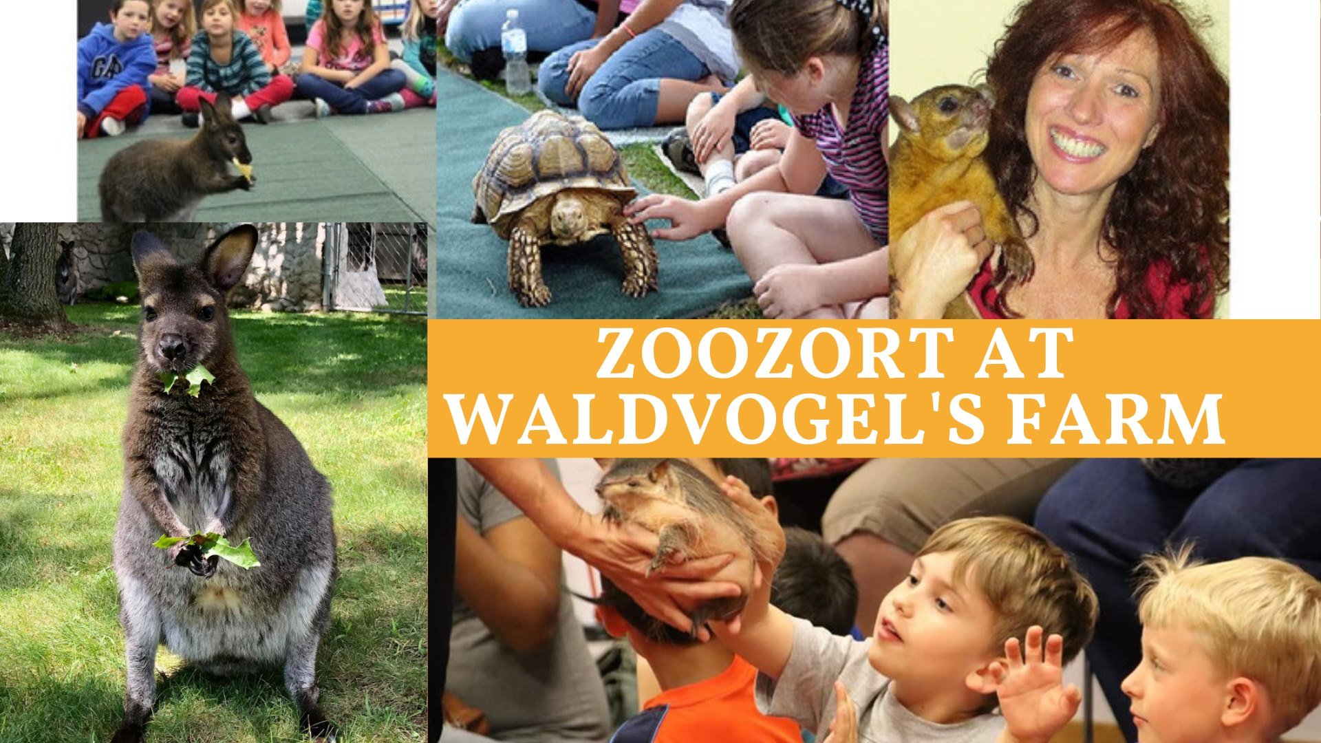 Zoozort at Waldvogel’s Farm, featuring children interacting with a kangaroo, tortoise, and other animals